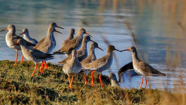 Les oiseaux à l'île des Ebihens